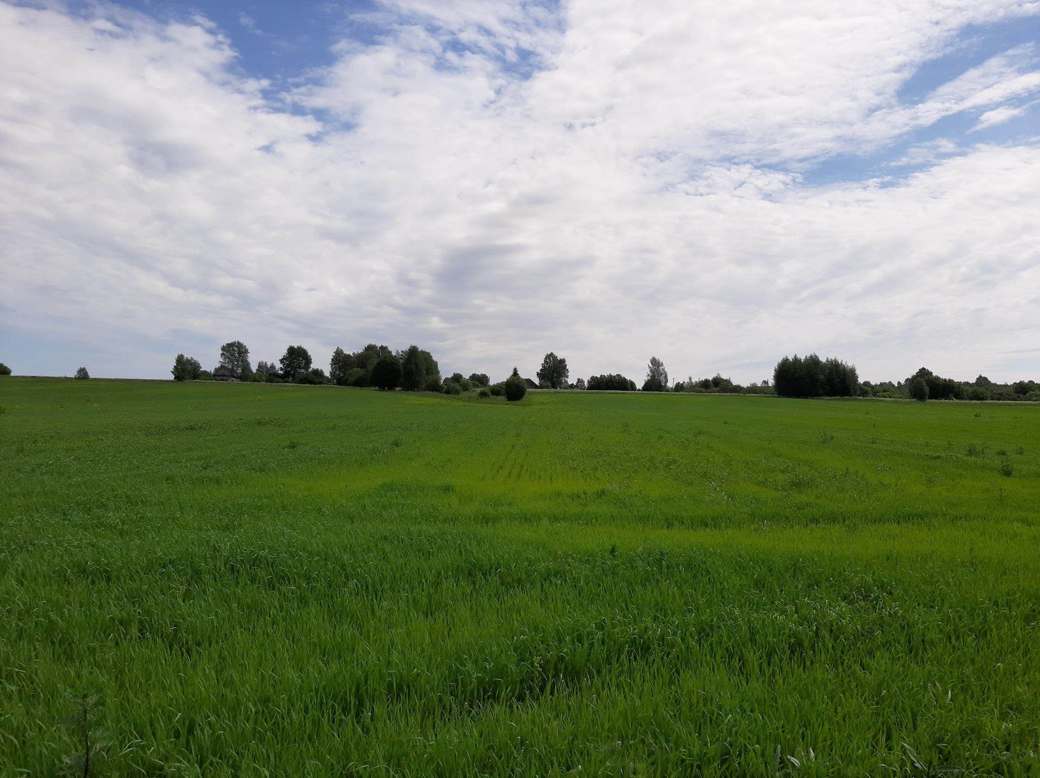 Large fields