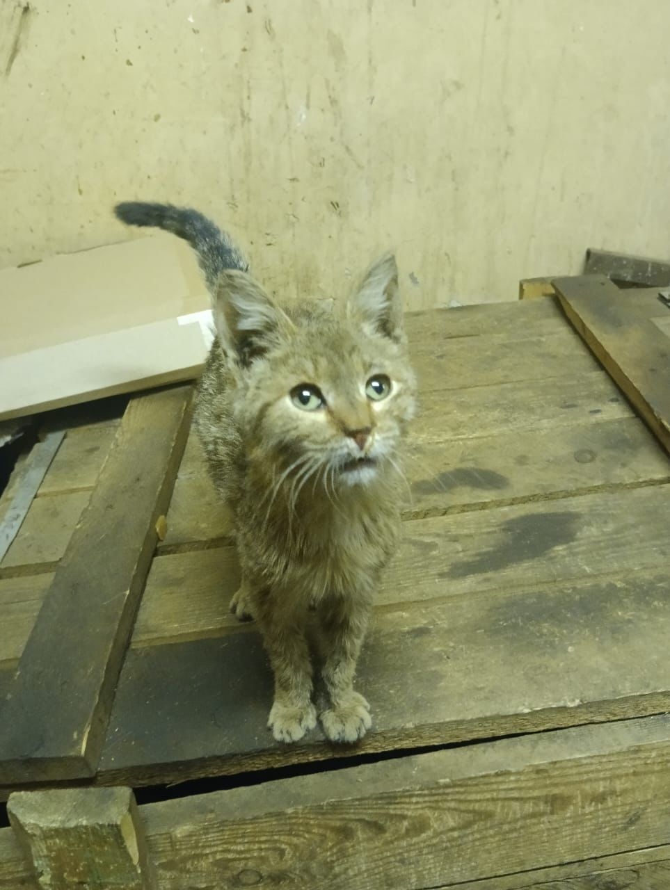 Чумазик котёнок девочка пропадает на заводе... | Пикабу