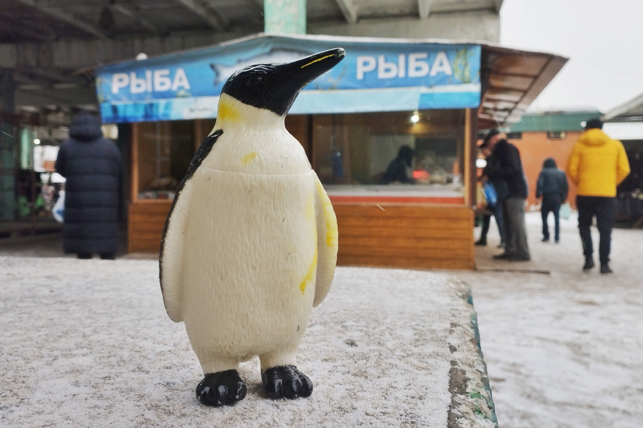 Приключения пингвина | Пикабу