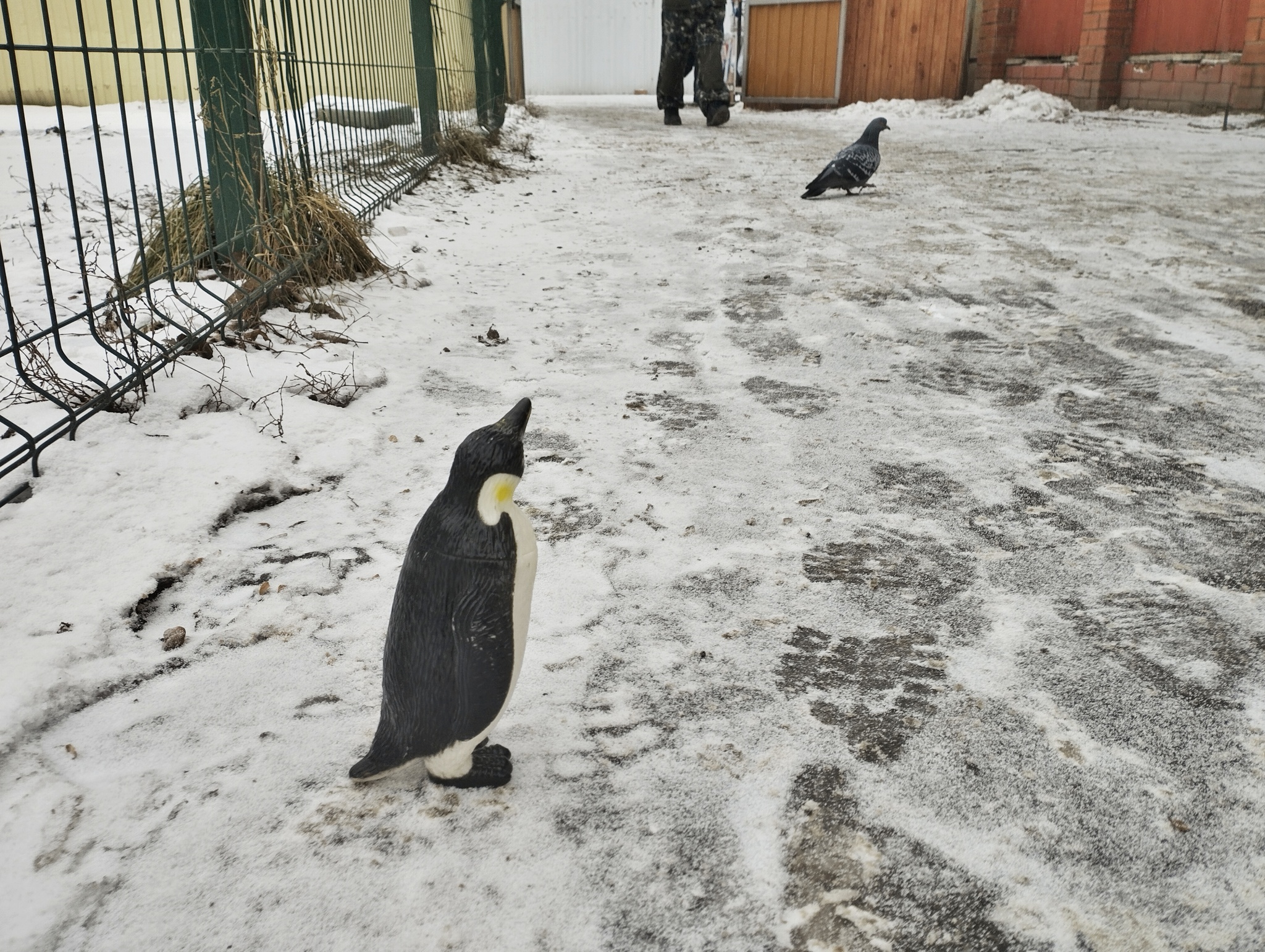 Приключения пингвина | Пикабу