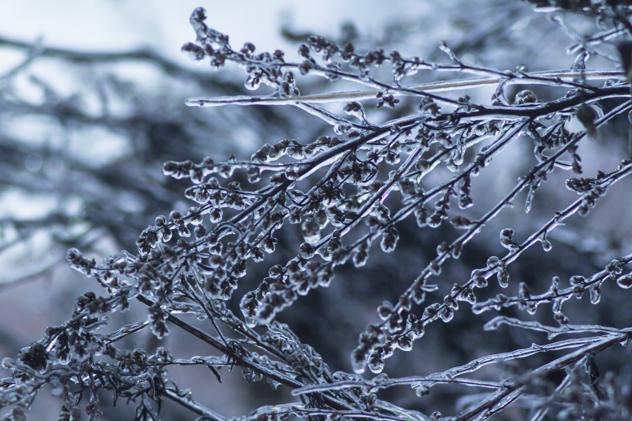 В ледяной глазури | Пикабу