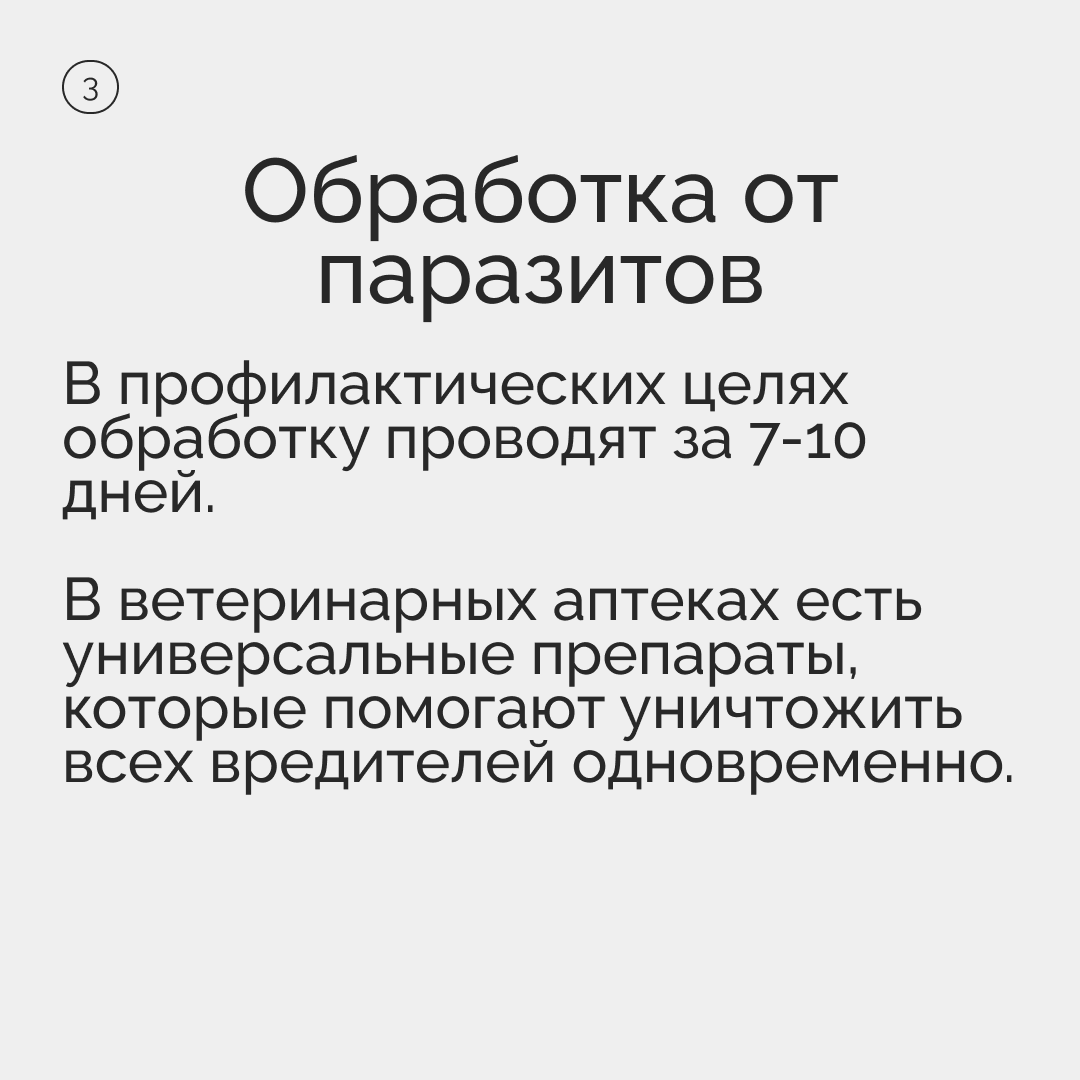 Подготовка домашнего животного к стерилизации | Пикабу