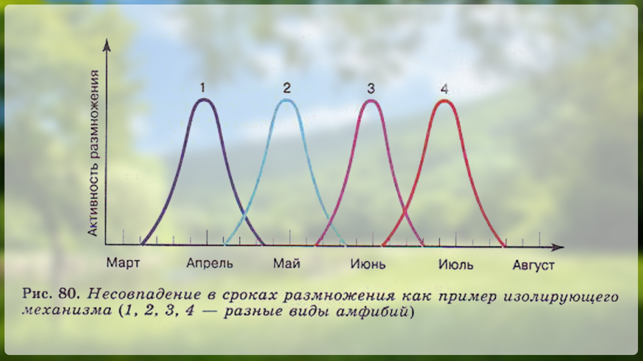 Биология. Изолирующие механизмы (кратко) | Пикабу