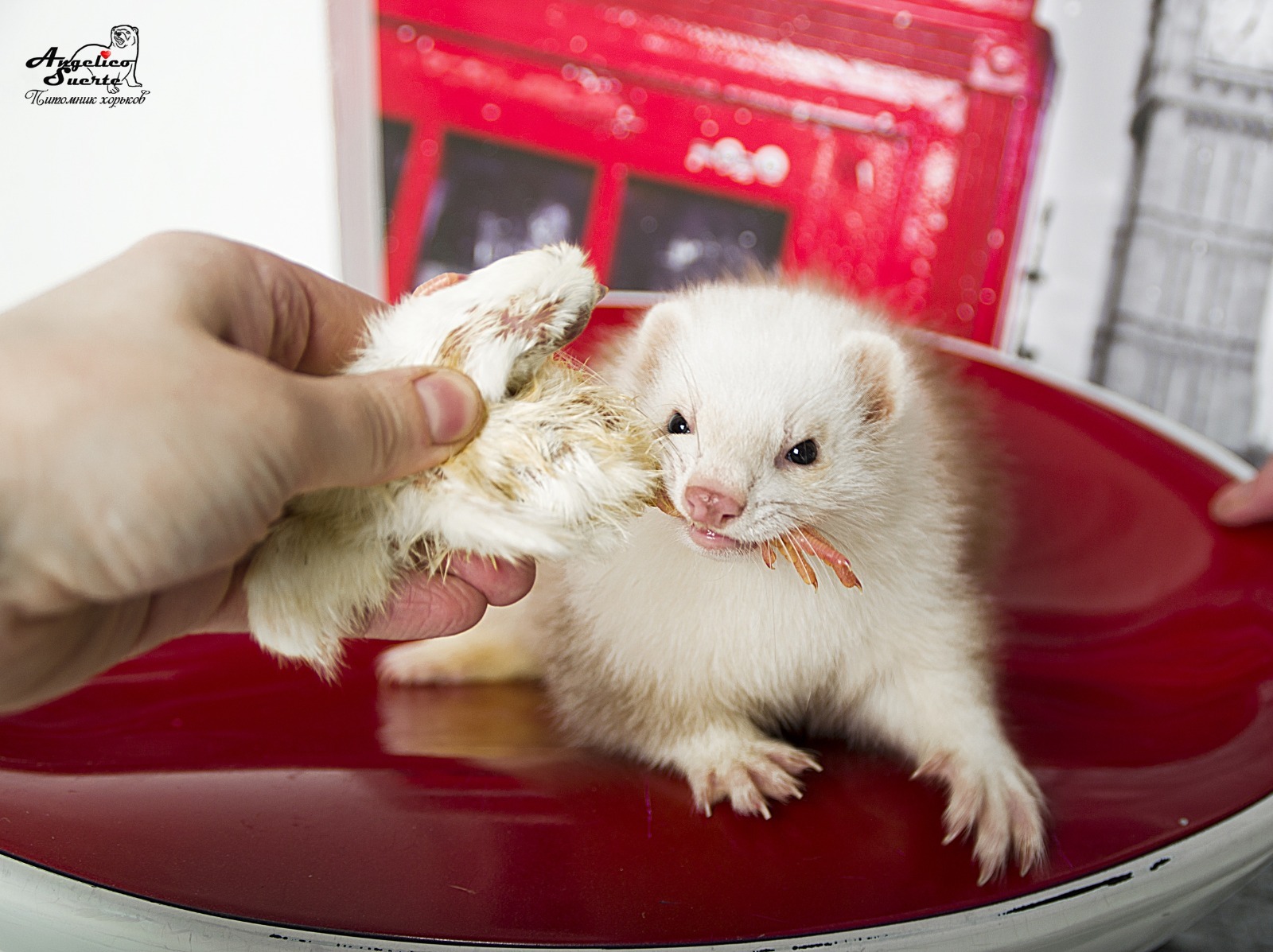 Сколько стоит правильное содержание хорька? | Пикабу