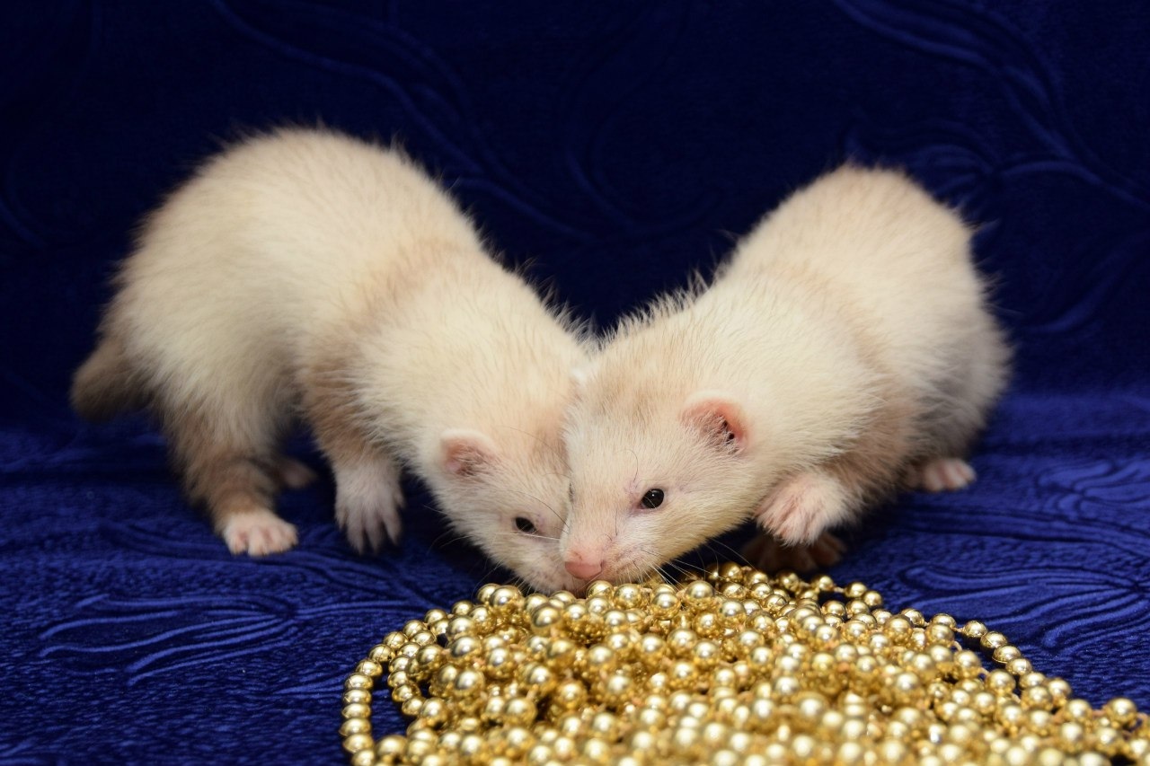 Сколько стоит правильное содержание хорька? | Пикабу