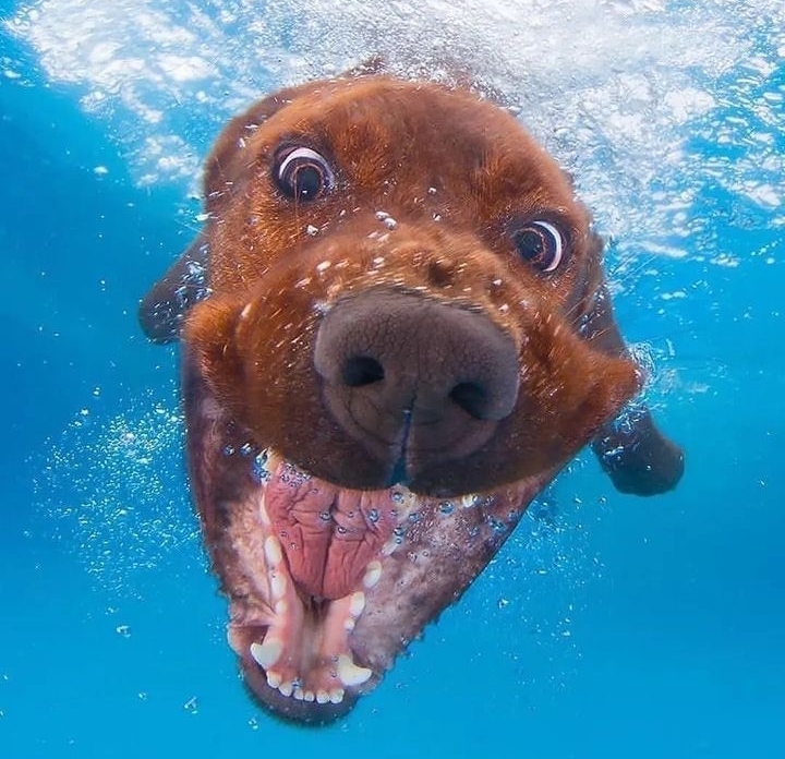 7 крутых фотографий собак под водой, которые поражают воображение | Dogworry | Дзен