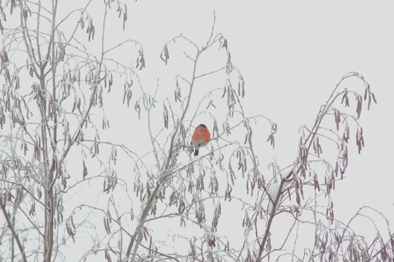 Обыкновенный снегирь / Pyrrhula purrhula | Пикабу