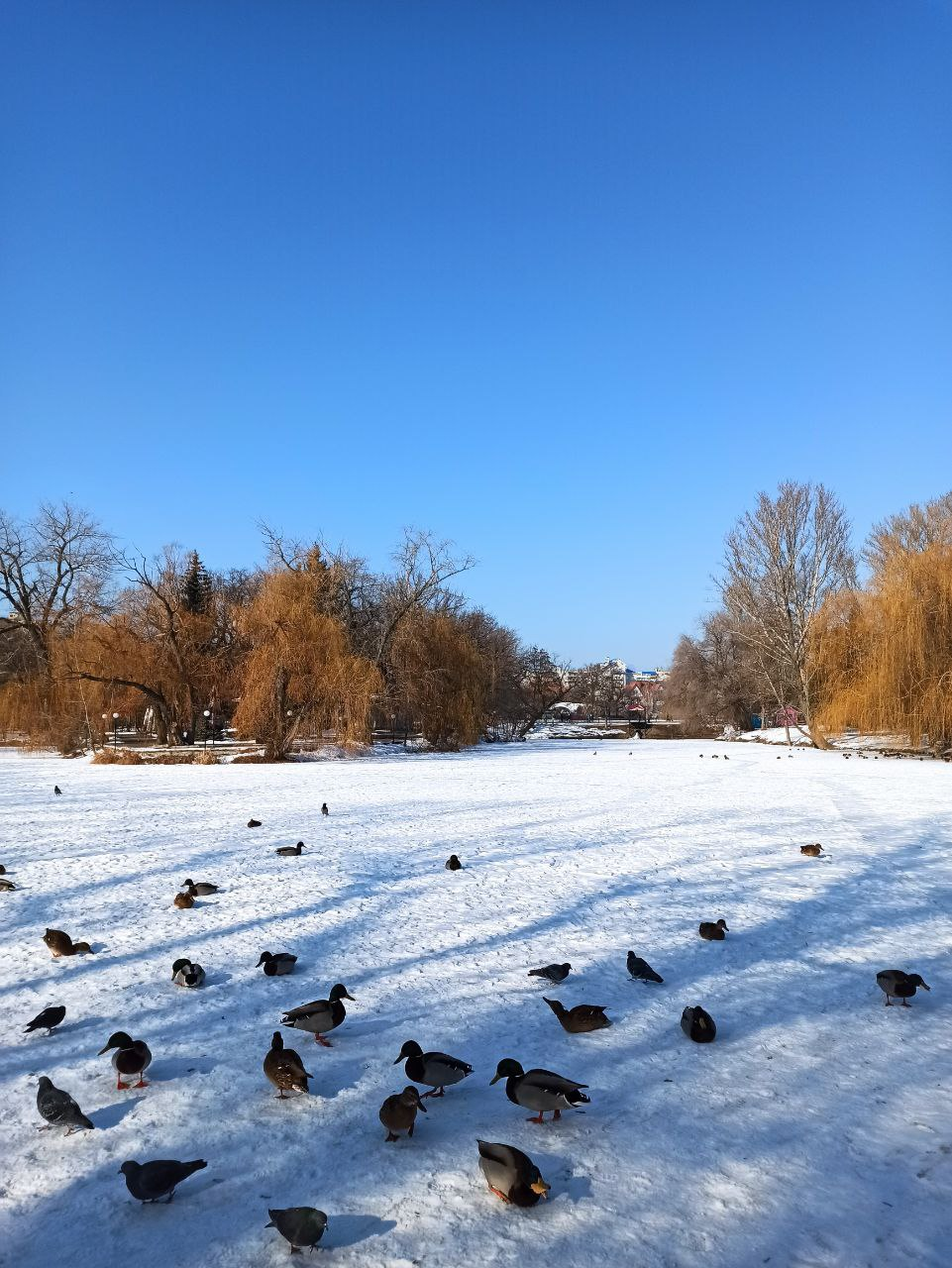 Городской парк г. Саратов | Пикабу