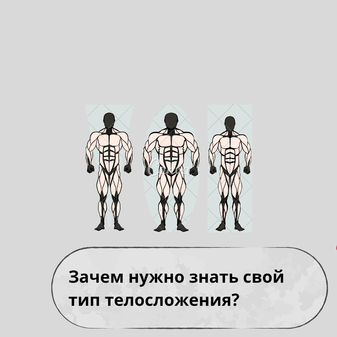 Зачем нужно знать свой тип телосложения? | Пикабу