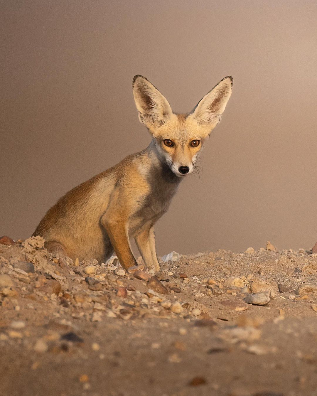 Арабская рыжая лисица ((Vulpes vulpes arabica) | Пикабу