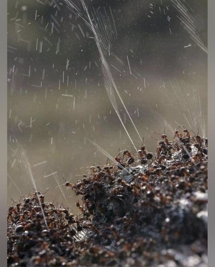 Как муравьи брызгают кислотой | Пикабу