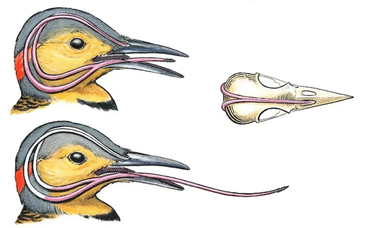 Язык дятла: Настолько длинный, что обвивает череп, имеет кость и шипы. Как  обычный орган превратился в совершенство эффективности? | Пикабу