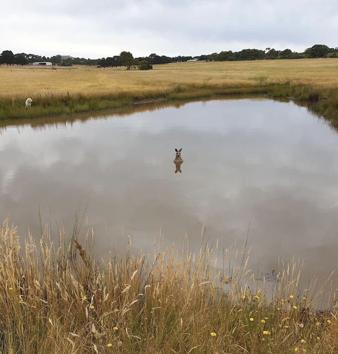 Иногда хочется делать как кенгуру! | Пикабу