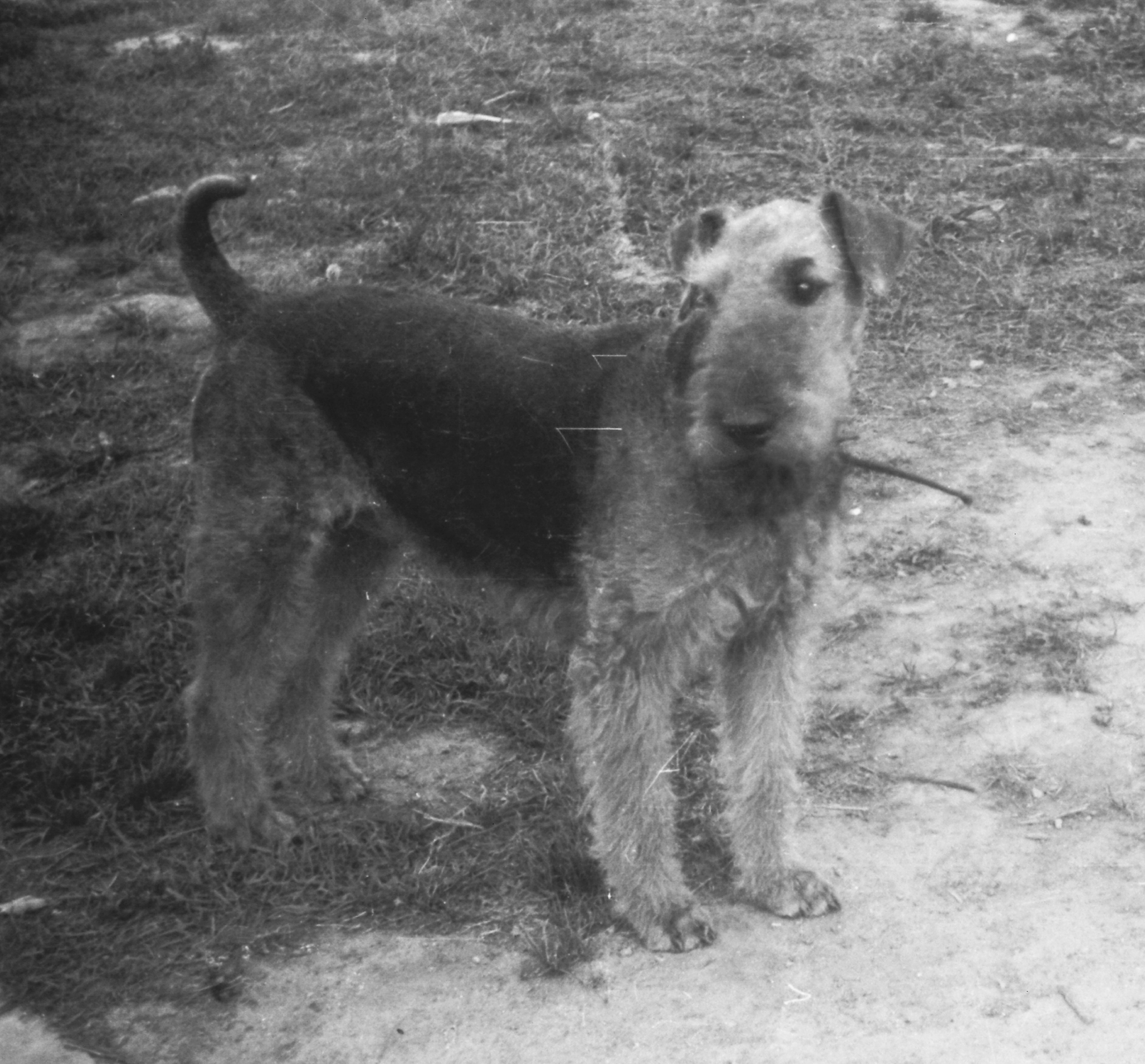 Эрдельтерьер с человеком