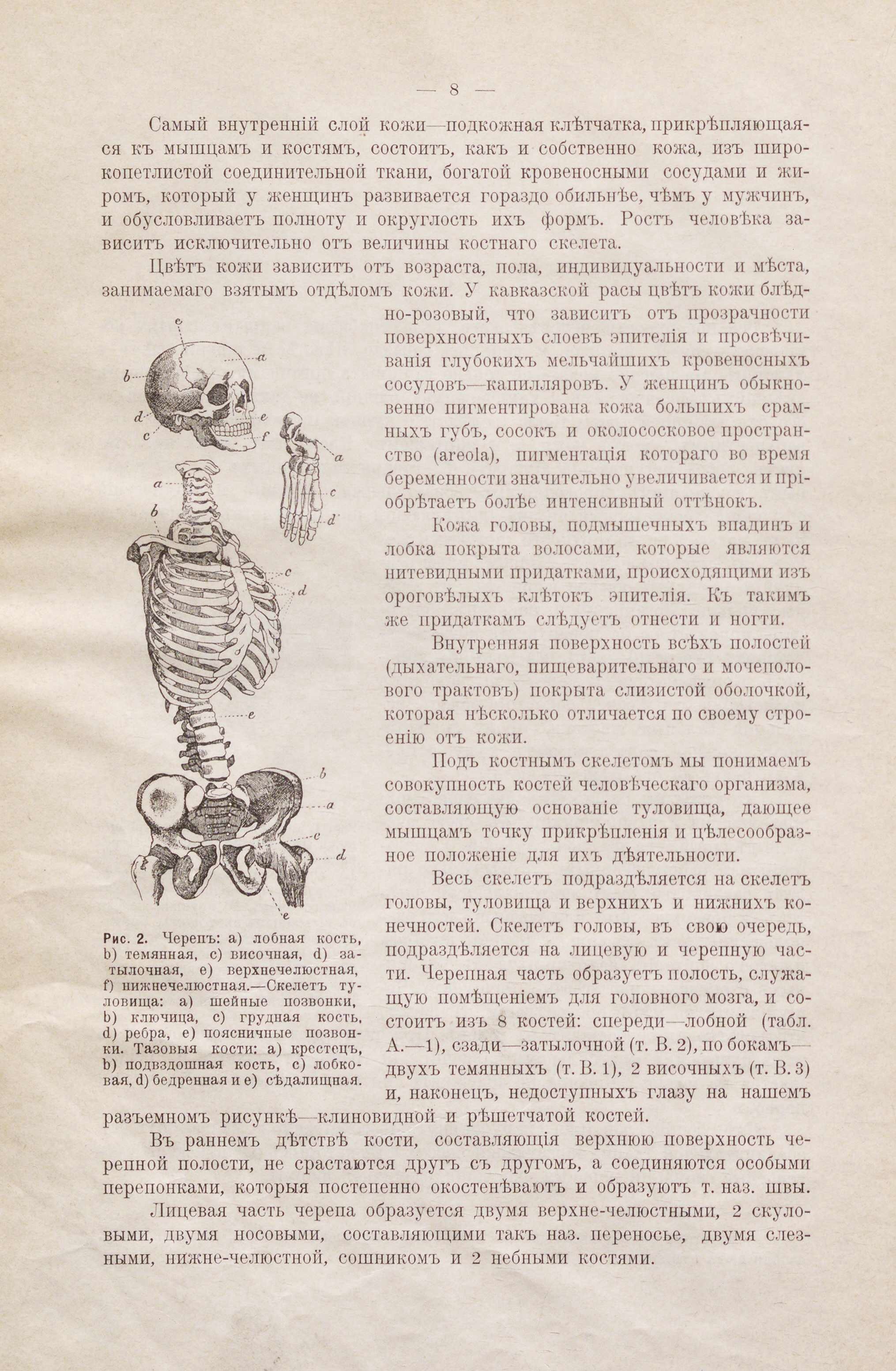 Женщина: разборная модель женского тела 1907 год | Пикабу