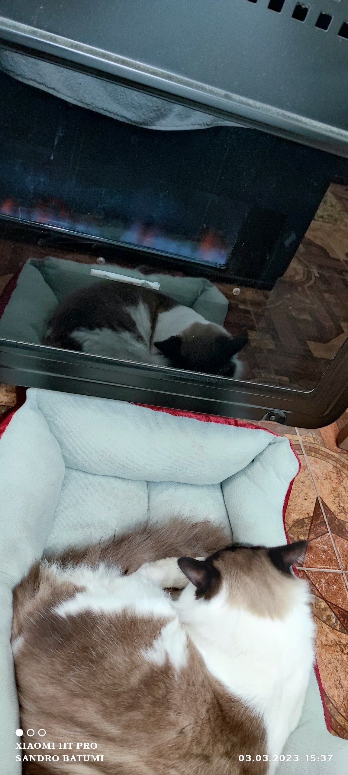 маленькие жопы Уронили Попу в Тазик! Обмакнули лапки тоже! Все равно его не брошу, потому  что он хороший! | Пикабу