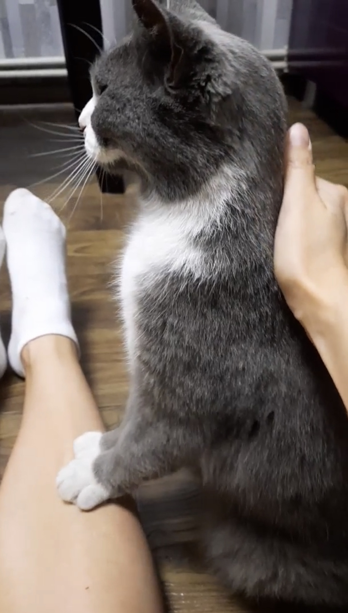 Почему кошка внезапно кусает? | Пикабу