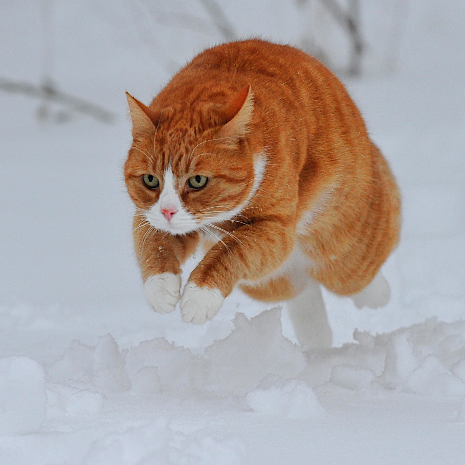 Рыжий кот бежит
