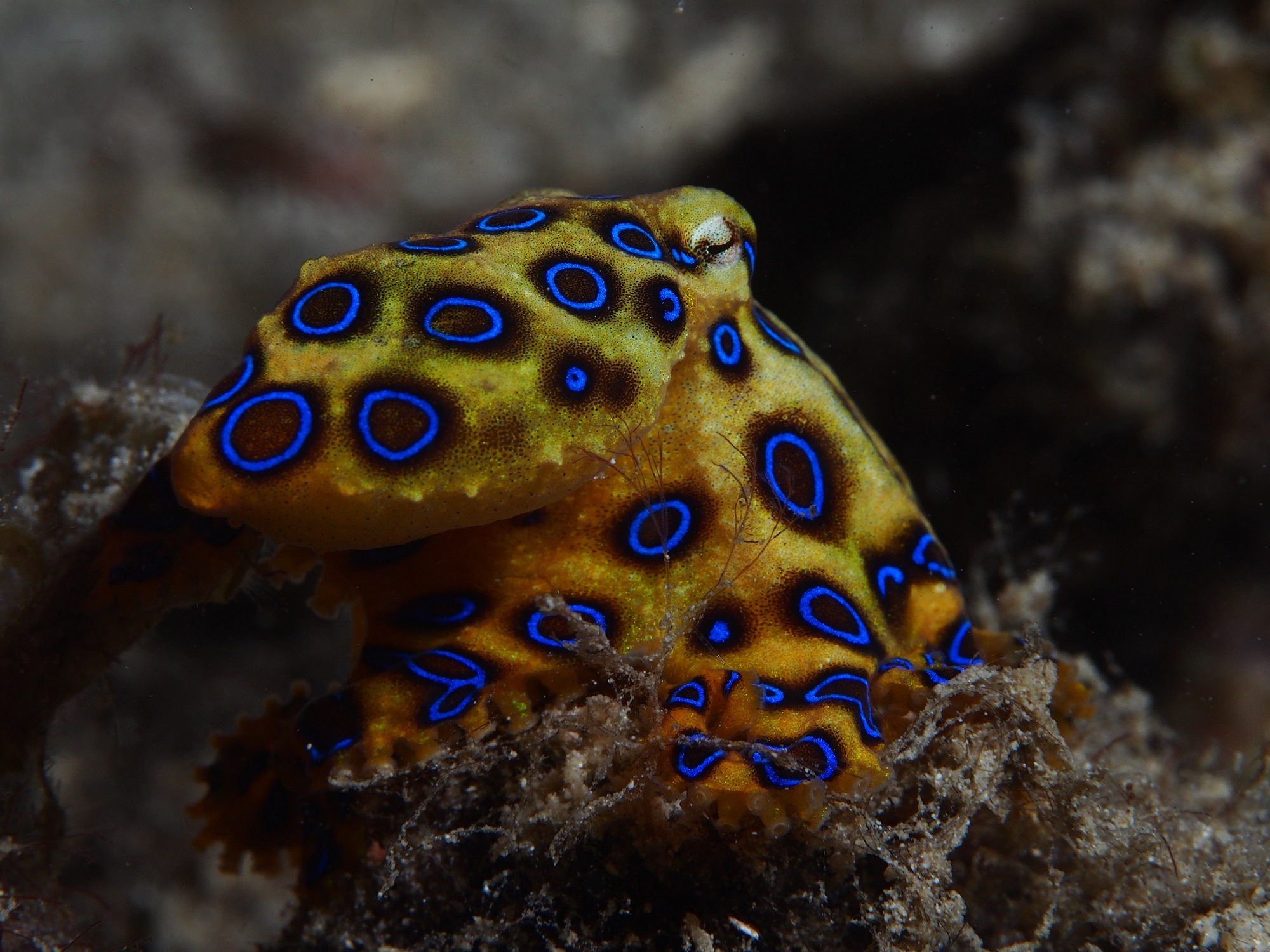 Сообщение удивительные обитатели океана. Синекольчатый осьминог. Сине кольчетый осм5ног. Ядовитый Синекольчатый осьминог. Австралийский Синекольчатый осьминог.