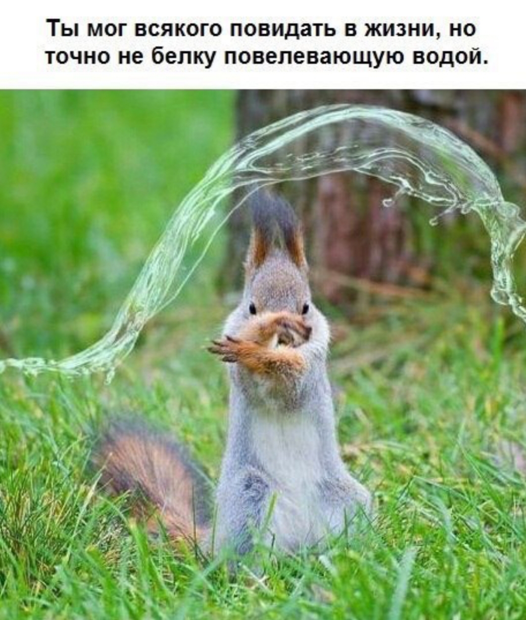 Белочка | Пикабу