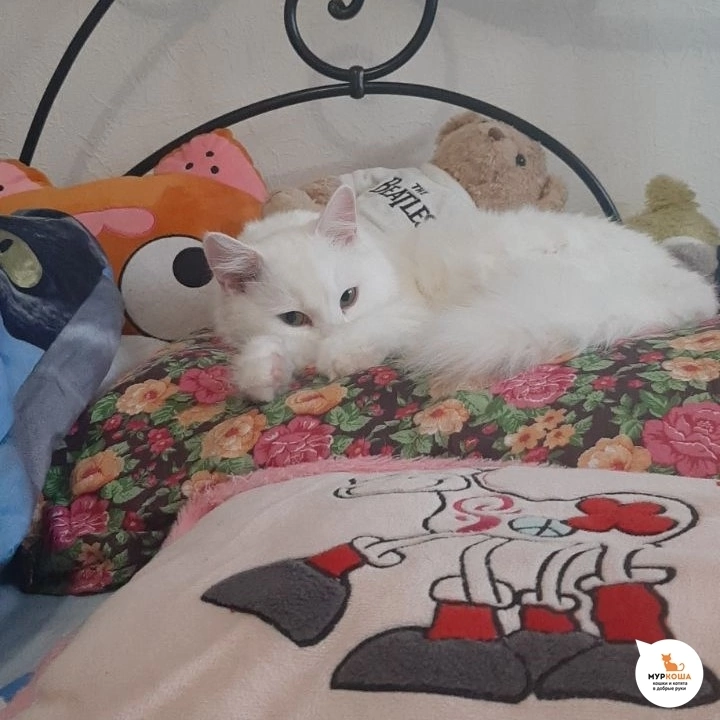 Выбираю "Муркошу" | Пикабу