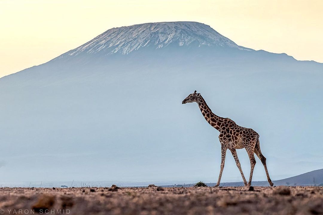На фоне Килиманджаро | Пикабу