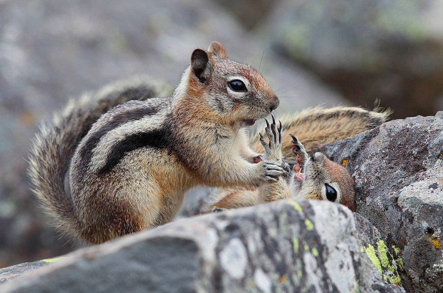 Мартовские иды | Пикабу