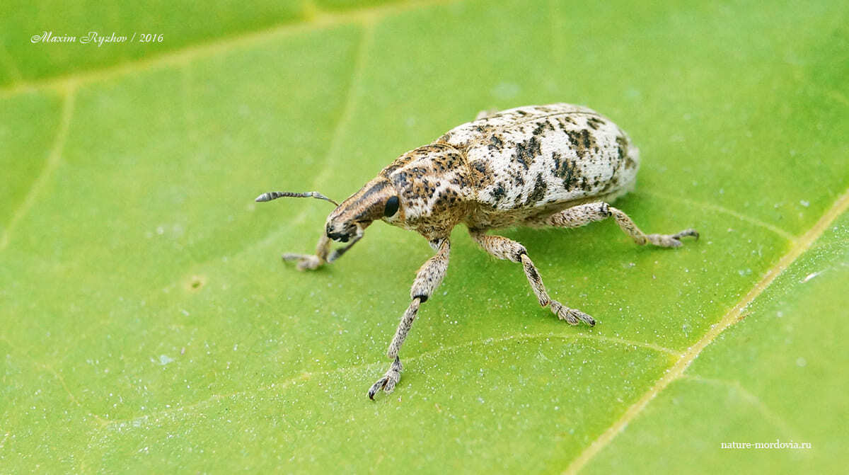 Долгоносик мраморный (Cyphocleonus dealbatus) | Пикабу