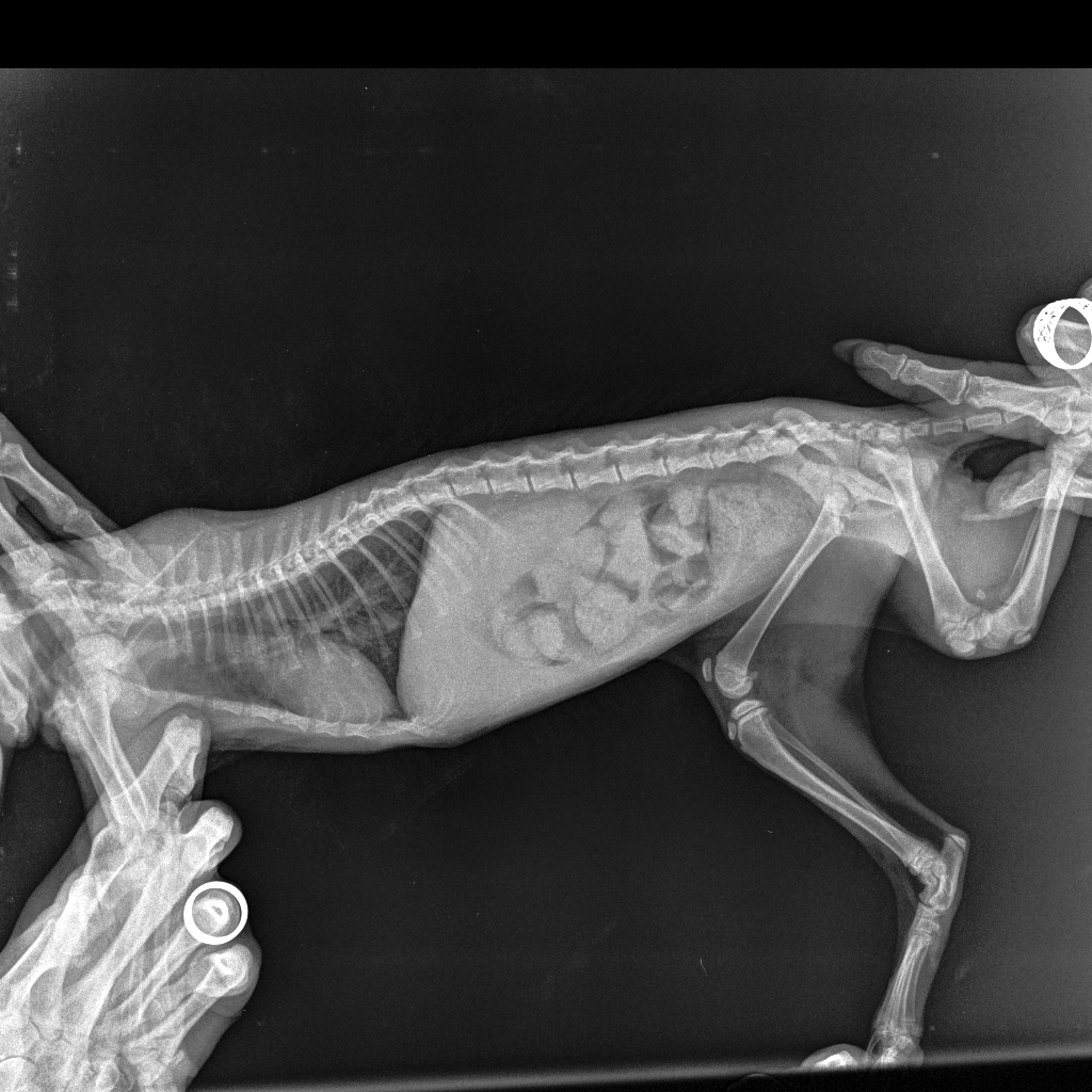 Помогите с диагнозом | Пикабу