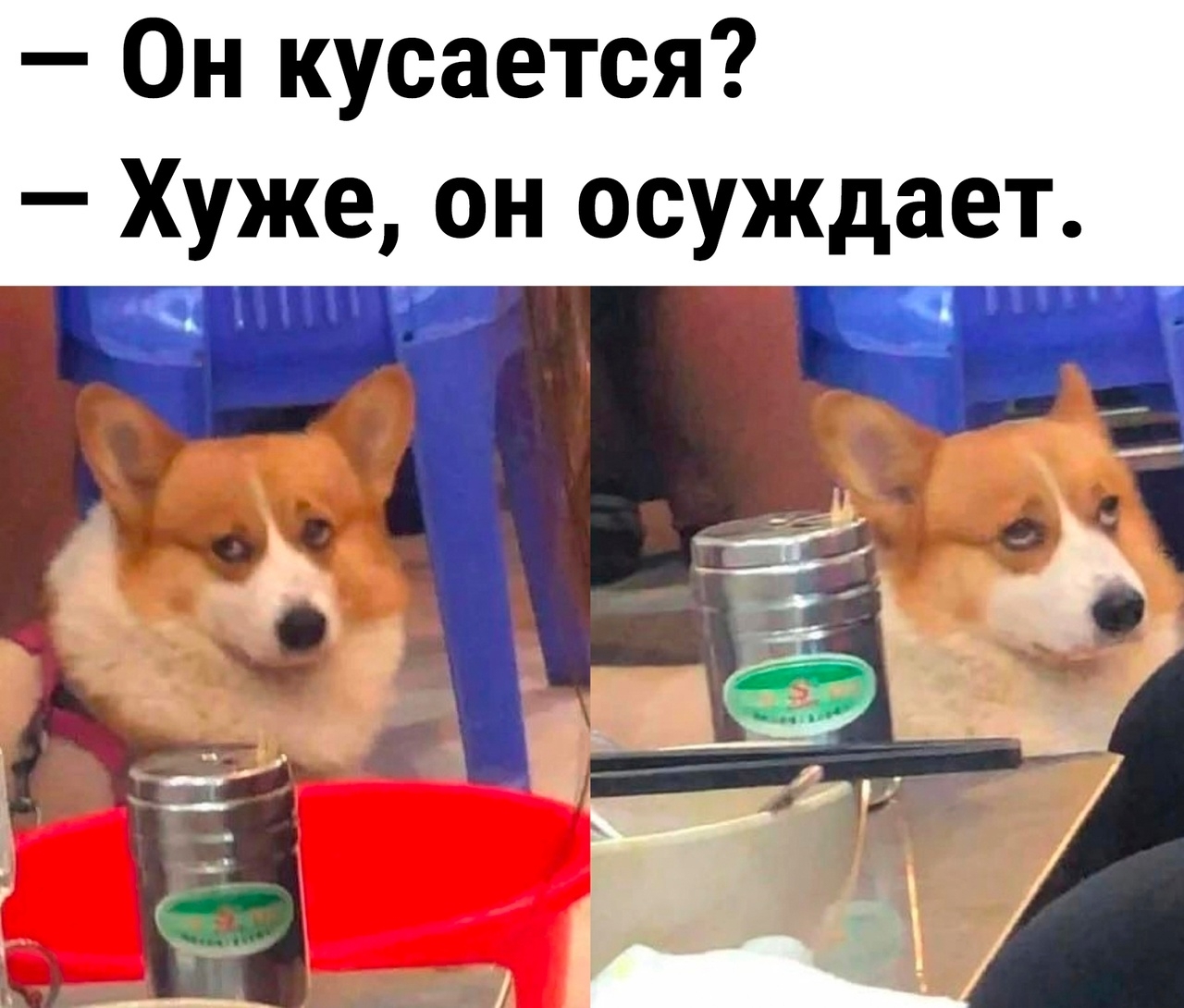 Осуждающий корги | Пикабу
