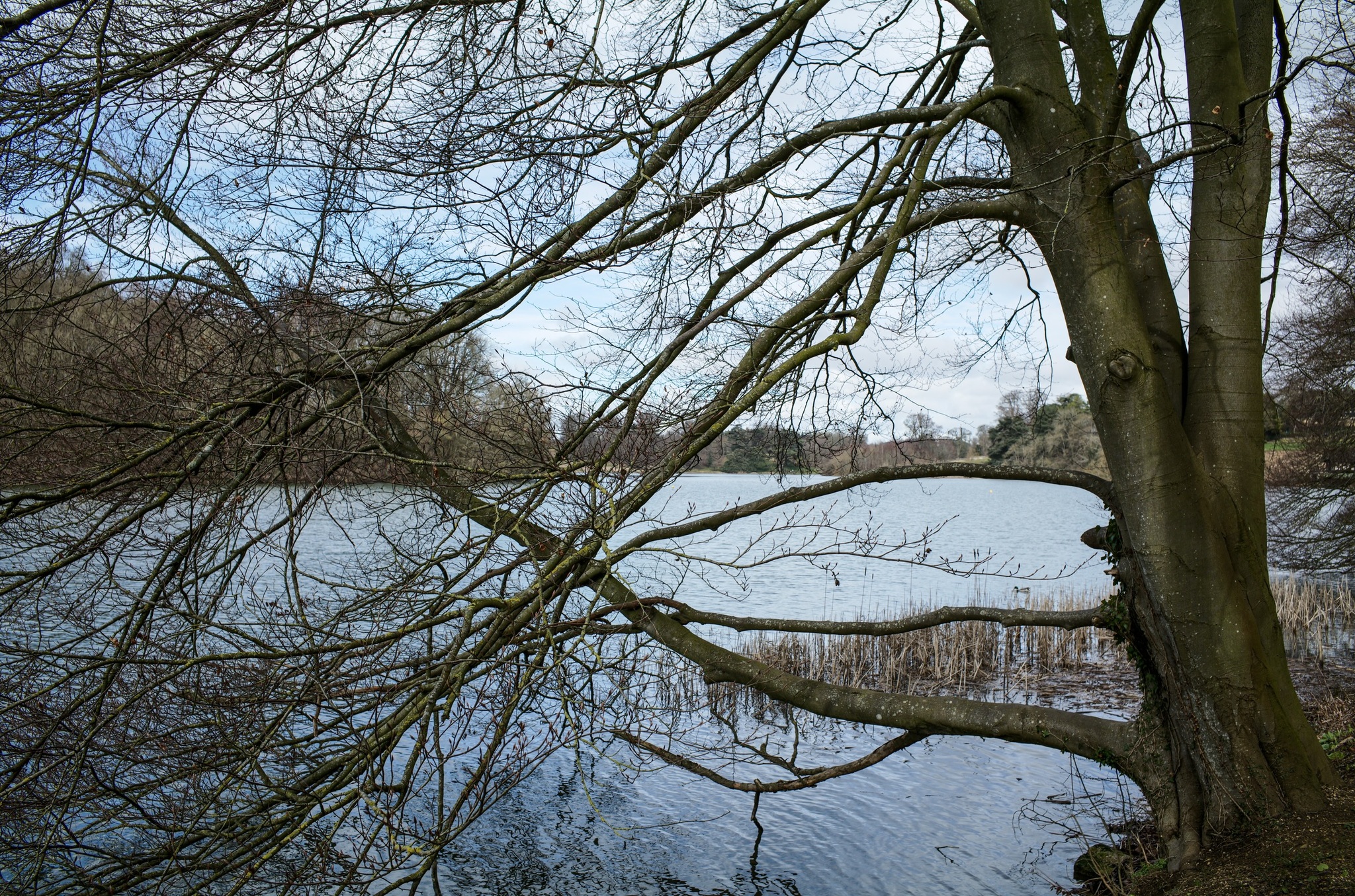 Дерево над прудом | Пикабу