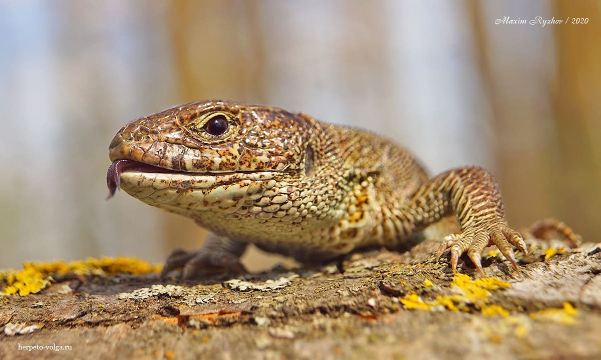 Окраска прыткой ящерицы (Lacerta agilis) осенью и ранней весной | Пикабу