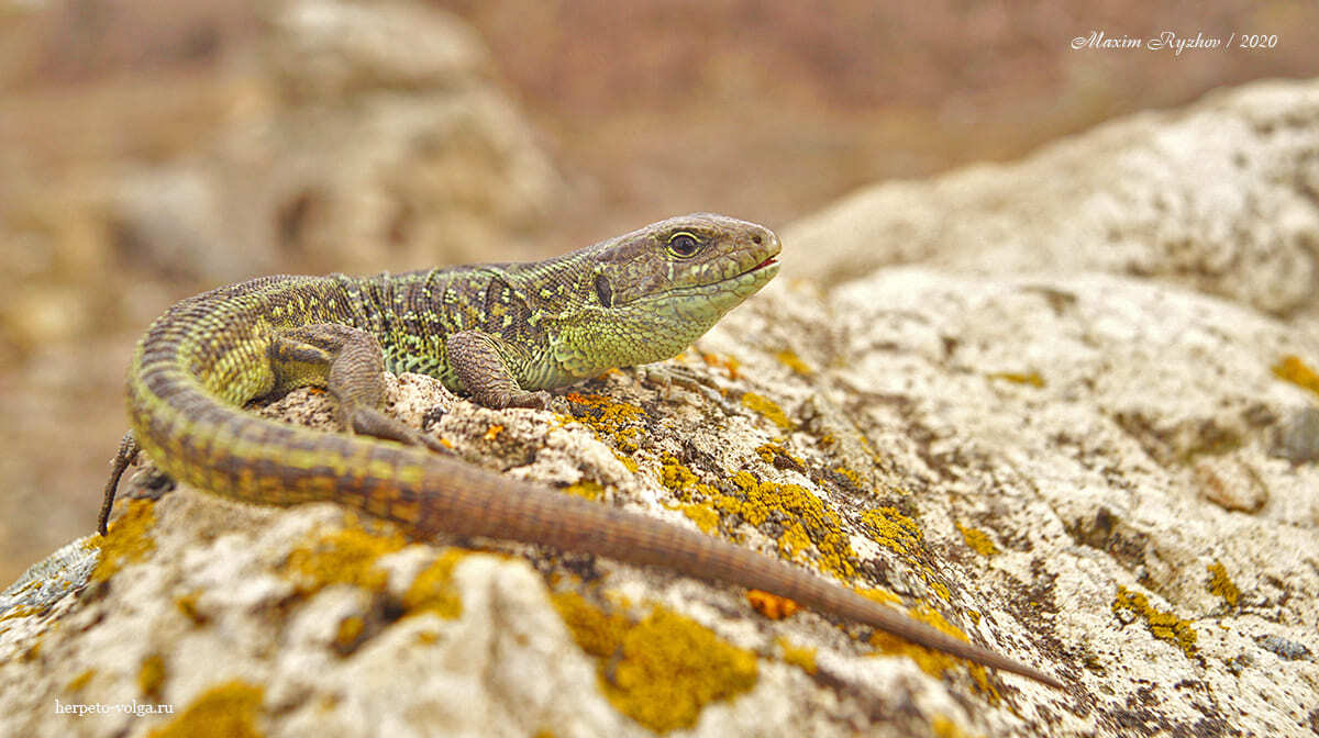 Окраска прыткой ящерицы (Lacerta agilis) осенью и ранней весной | Пикабу