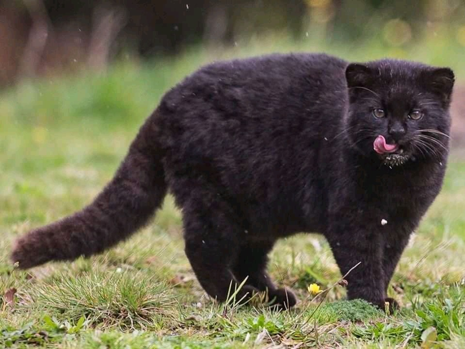Чилийская кошка (самый мелкий представитель кошачьих в Америках) весом до  2,5кг максимум | Пикабу
