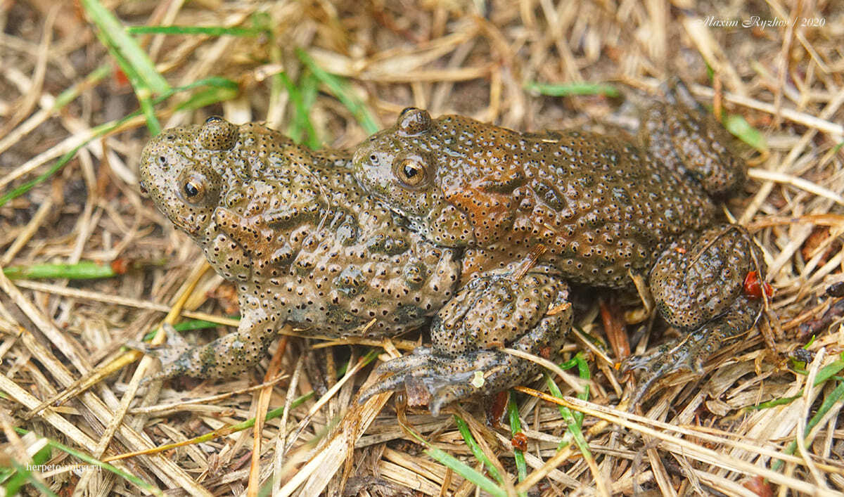 Всемирный день лягушек (World Frog Day) | Пикабу