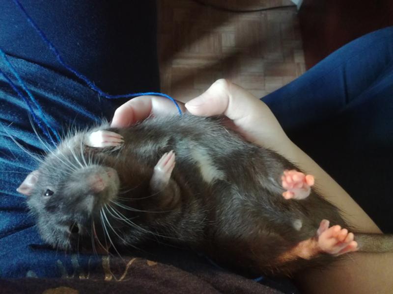 Почему крысы спят. Крыса в руке. Ручная крыса. Крыса домашняя на руках.