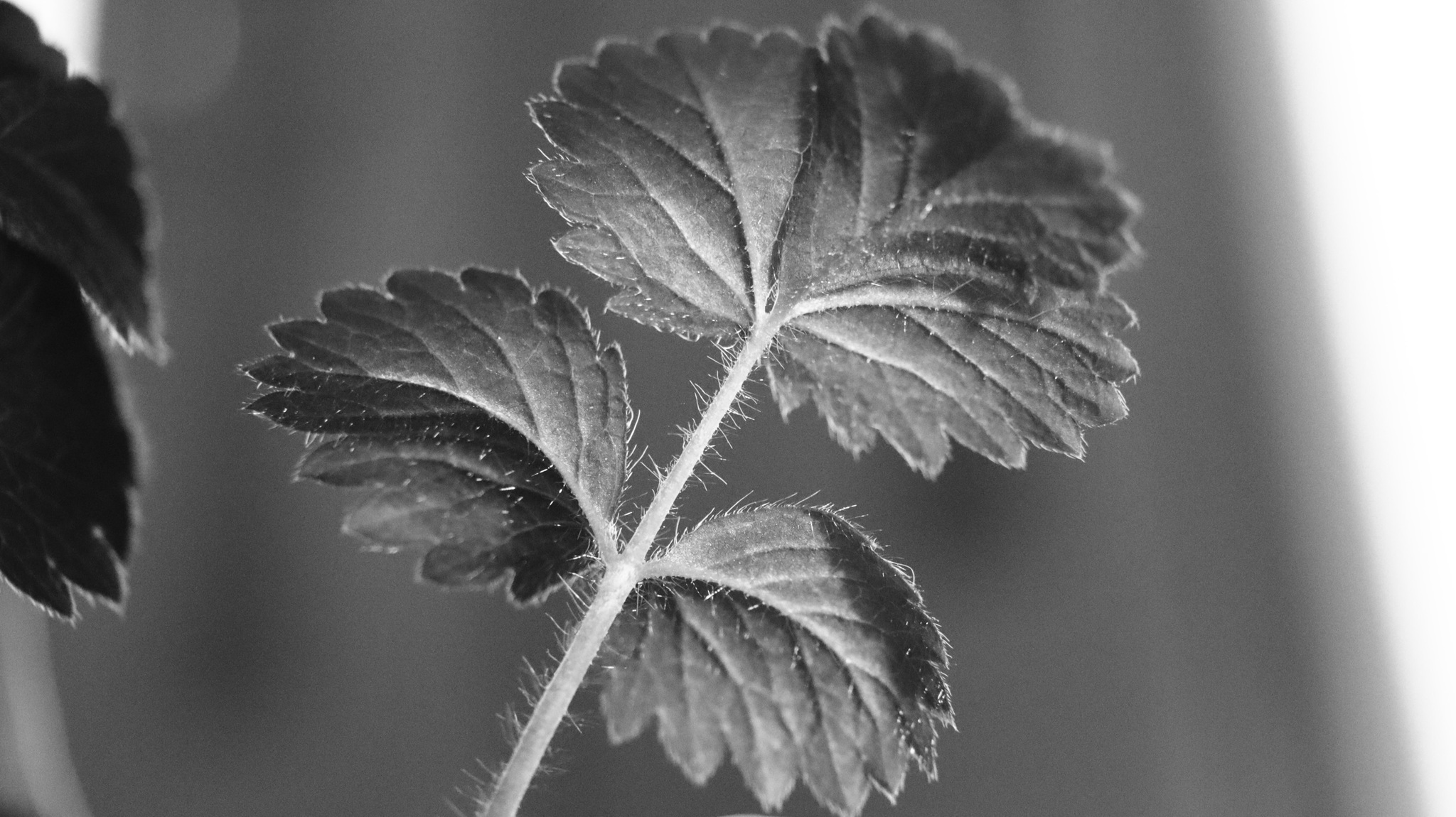 Продолжение про сорняки | Пикабу