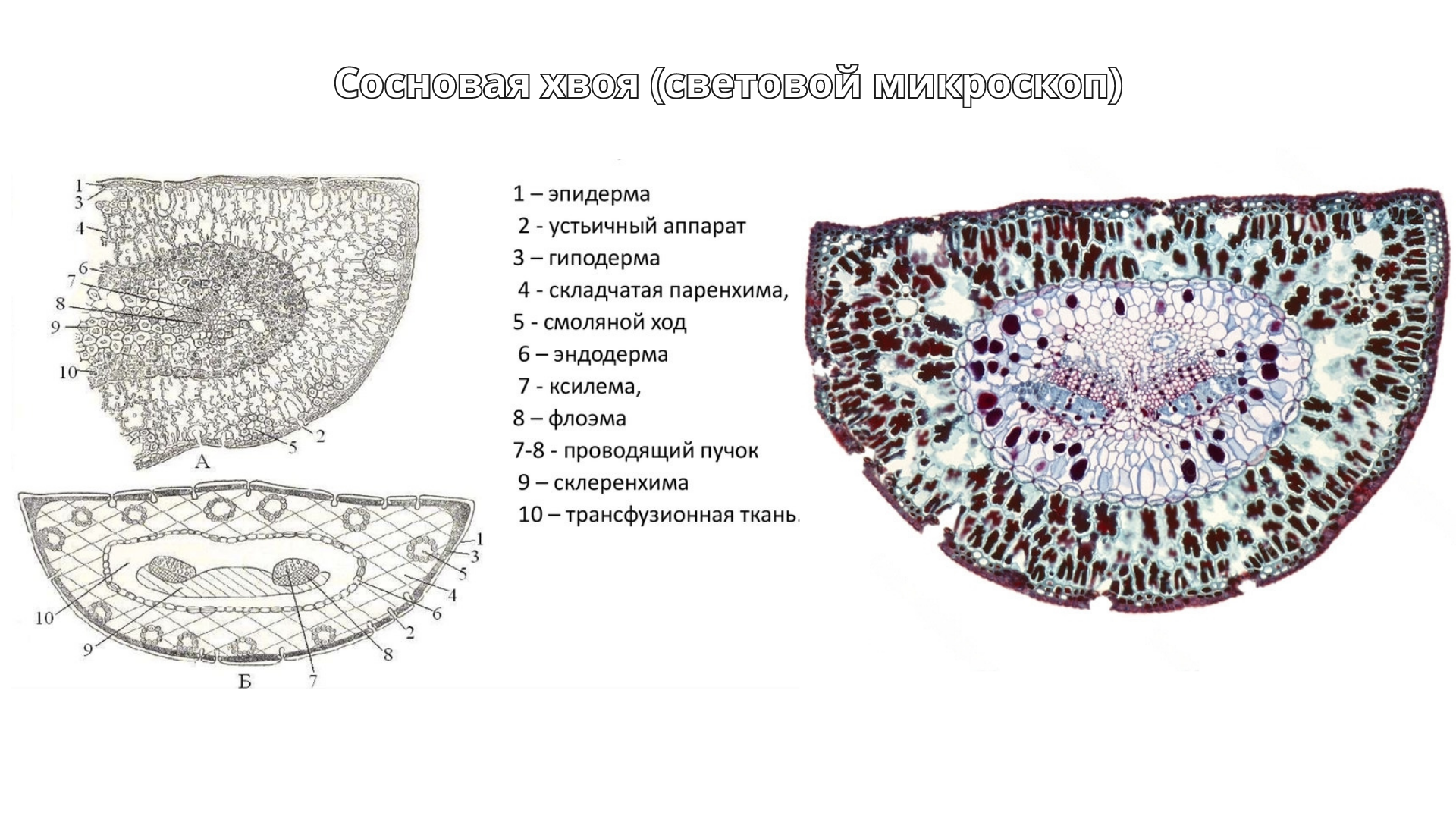 Сосновая хвоя под микроскопом | Пикабу