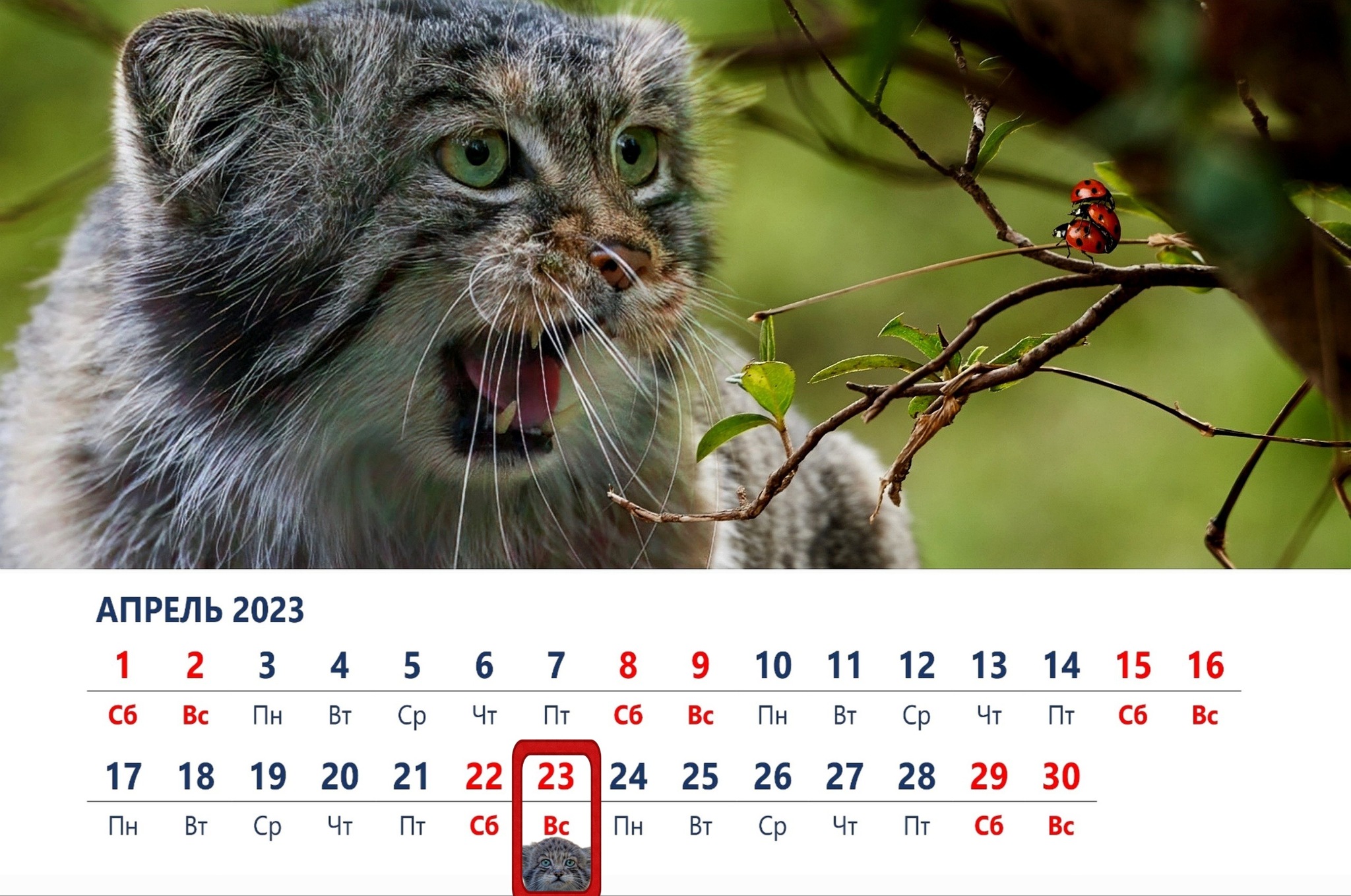 Календарь "От манула". Апрель 2023 | Пикабу