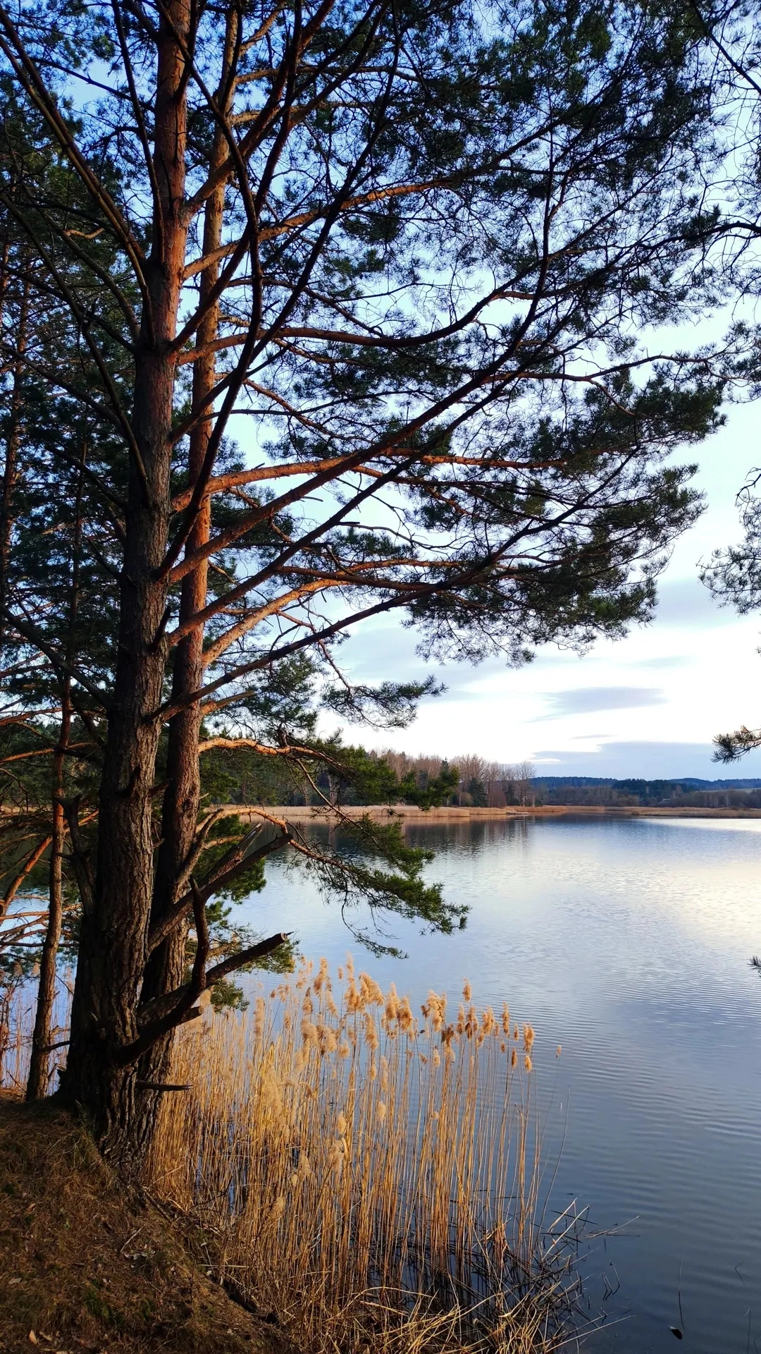 Новоселковсеое водохранилище г.п Новоельня. Дятловский район Гродненская  область | Пикабу