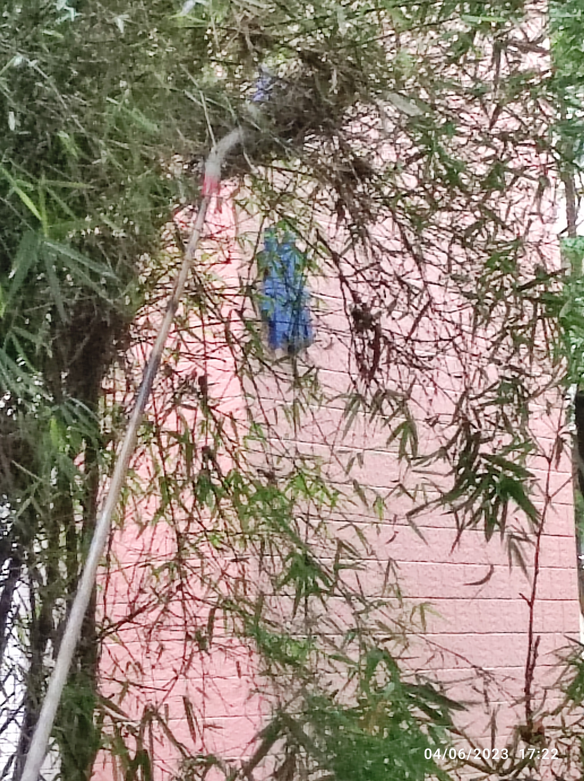 Техника обрезки деревьев, применяемая китайцами