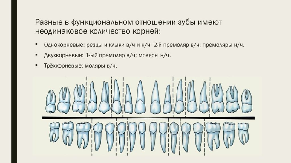 Как называются корни зубов. Резцы клыки премоляры моляры. Корни зубов верхней челюсти схема. Строение зуба.