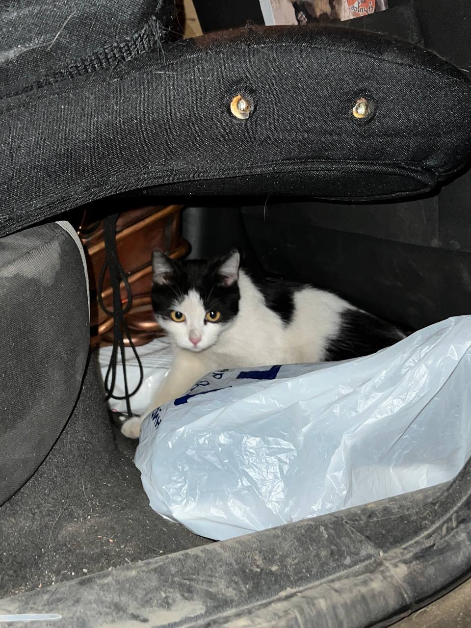 Преданый хозяевами молодой вислоухий котик Тенёк ищет дом | Пикабу