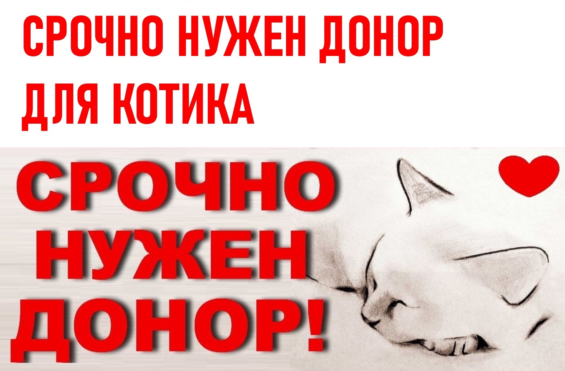 СПб. ПРИМОРСКИЙ РАЙОН. Ветклиника Пульс, Планерная ул. СРОЧНО НУЖЕН ДОНОР  ДЛЯ КОТИКА. +7 (999) 177 25 92 | Пикабу