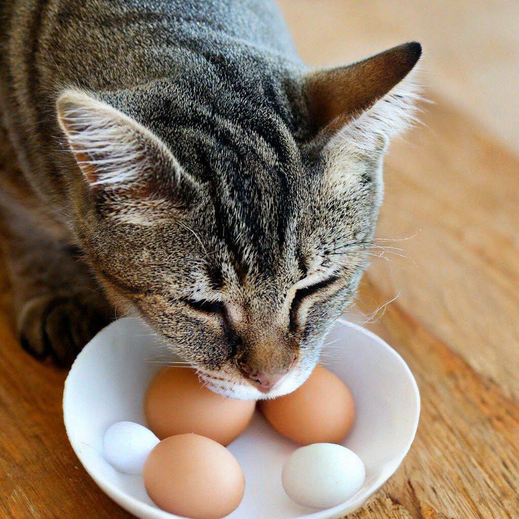 Можно котам орехи. Кот лижет. Кот лижет яйца. Кот лижет яйца фото. Коты лижут яички\.