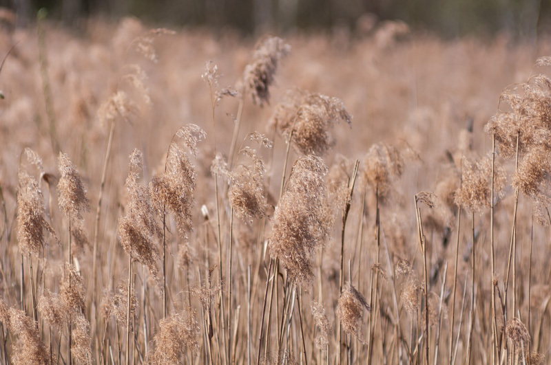 Весенние контрасты | Пикабу