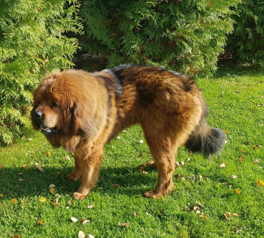 Тибетский мастиф пропал в Рузском районе | Пикабу