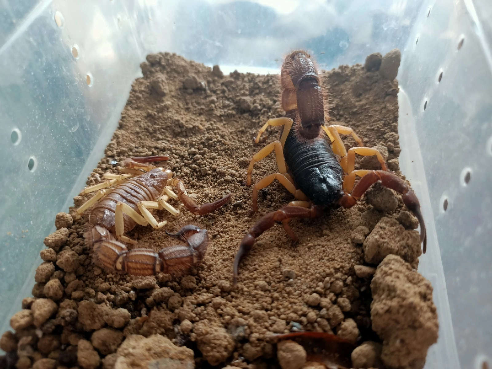 Выбор первого скорпиона | Пикабу