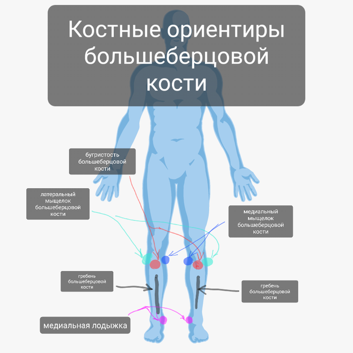 Большеберцовая кость | Пикабу