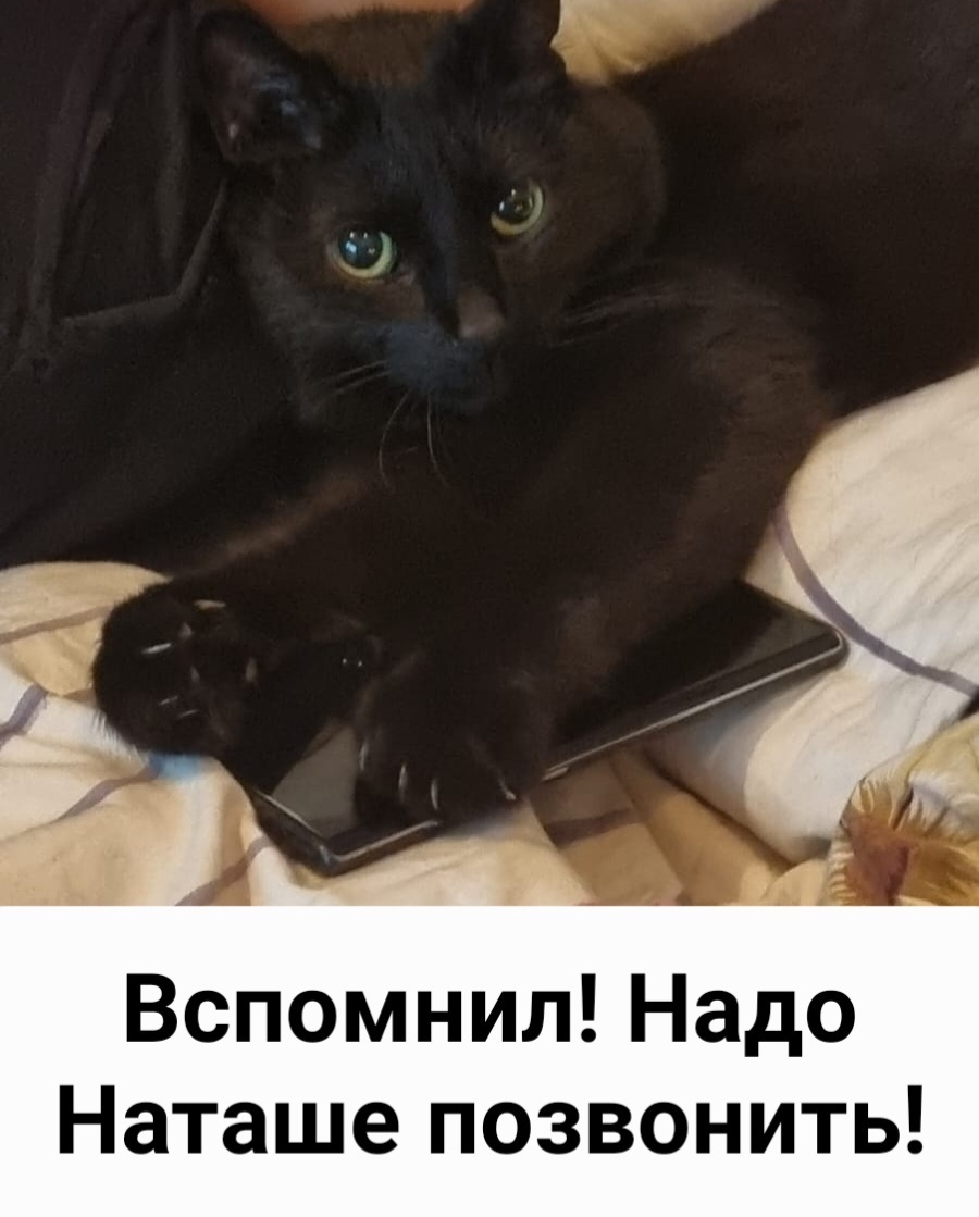 Релакс котэ | Пикабу
